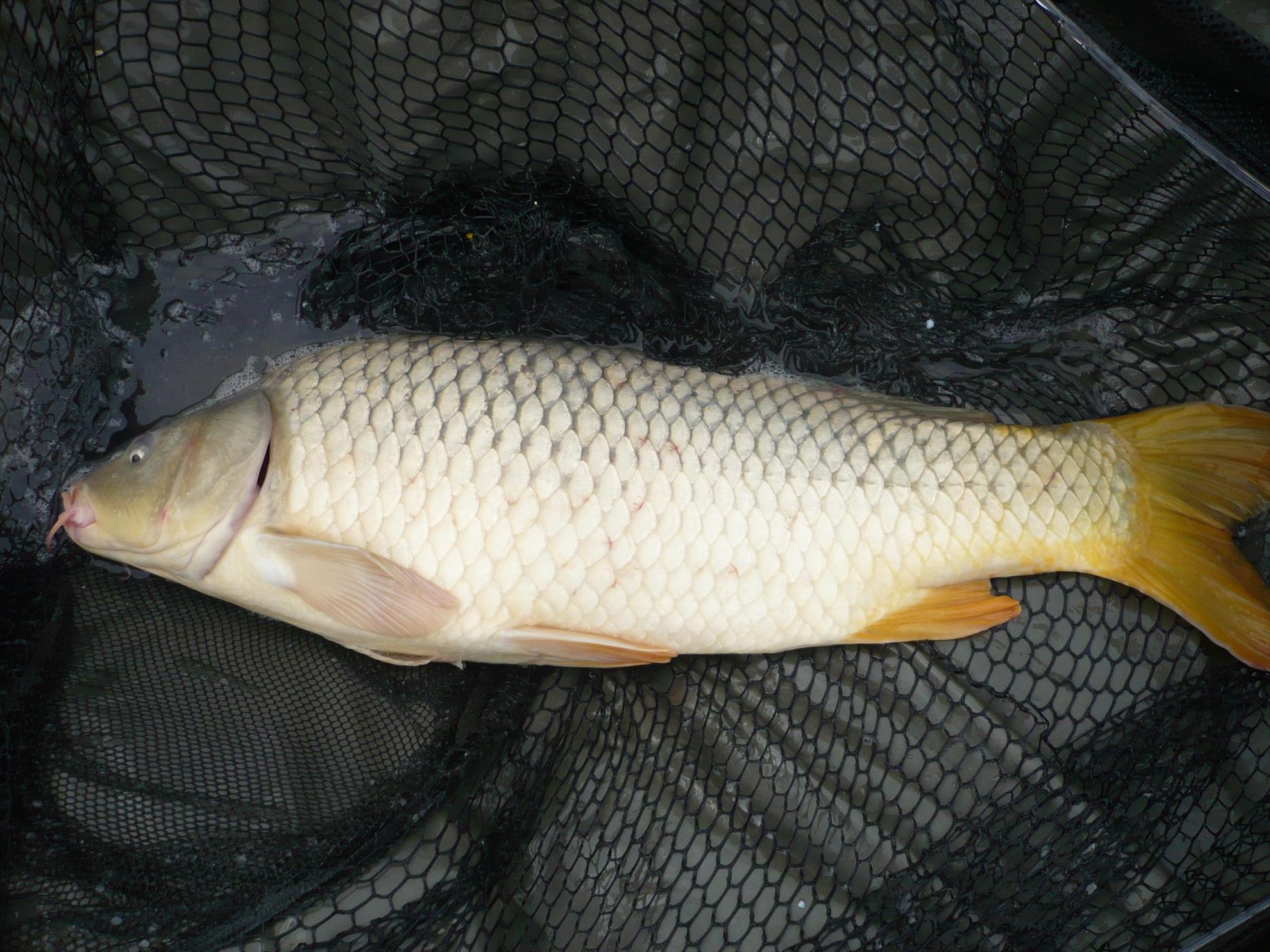 MV2 - 24.OCT.2013 - p1010830.JPG